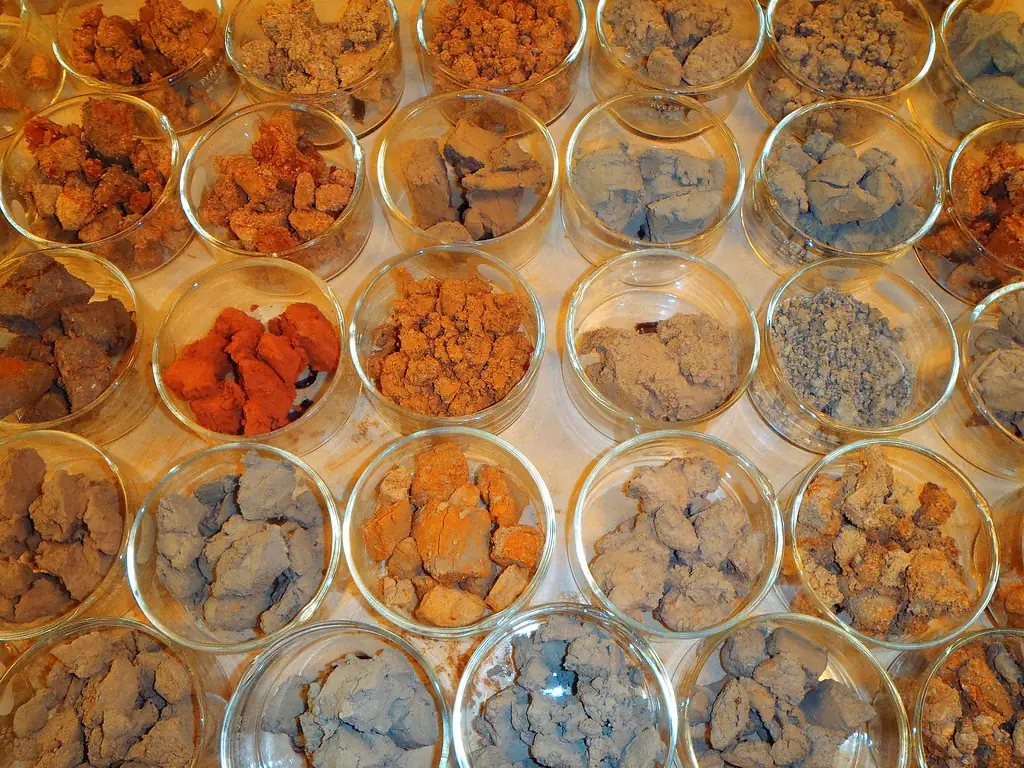 Dishes of different soil samples prepared for laboratory pH and lime requirement testing