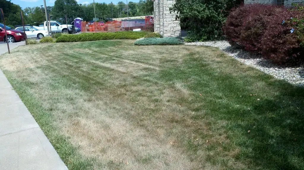 Cool-season lawn with tan drought-stressed streaks next to a sidewalk
