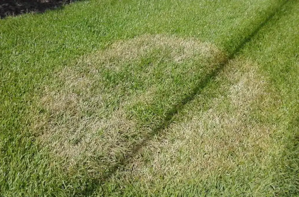 Lawn turning brown in fall: a large patch ring of straw-colored grass in a centipedegrass lawn