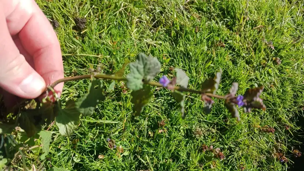Lawn weeds with runners: a ground ivy (creeping Charlie) stolon lifted out of a lawn, showing leaves and roots along its length