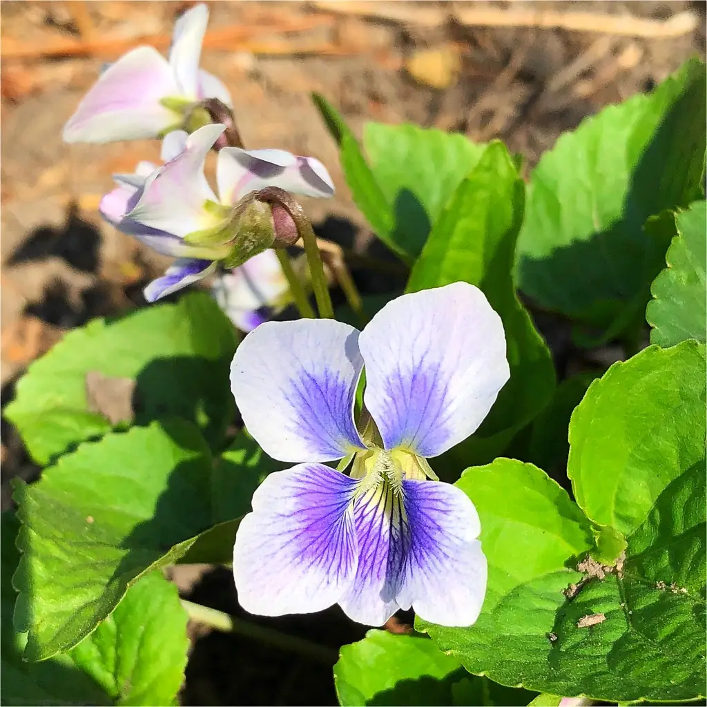 Confederate form of common blue violet showing white petals with violet veins and heart-shaped toothed leaves