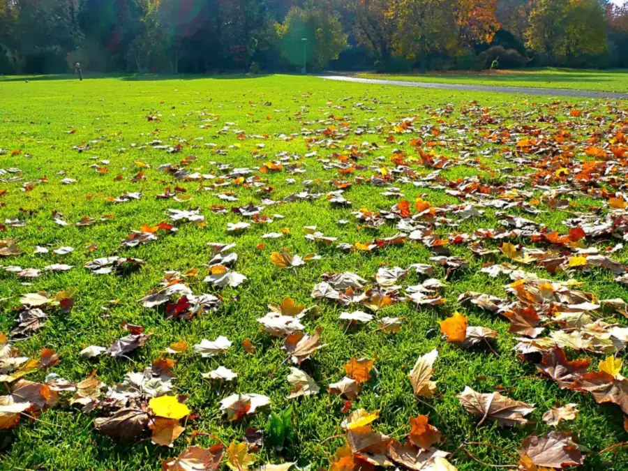 Scattered fallen maple leaves on a green lawn in autumn, a light layer that is fine to mulch-mow and leave on the lawn over winter