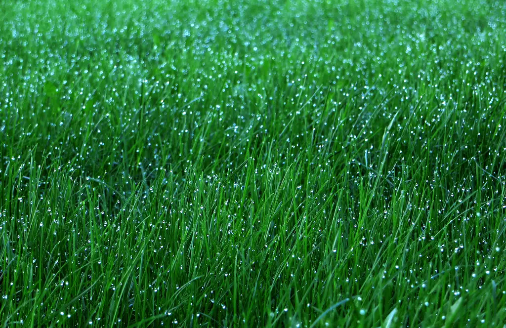 Dense green lawn grass with morning dew, the result of correct soil pH and lime for lawns applied only when needed
