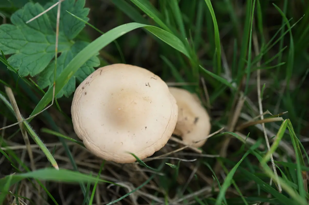 Pale tan Marasmius oreades fairy ring mushroom caps in lawn grass
