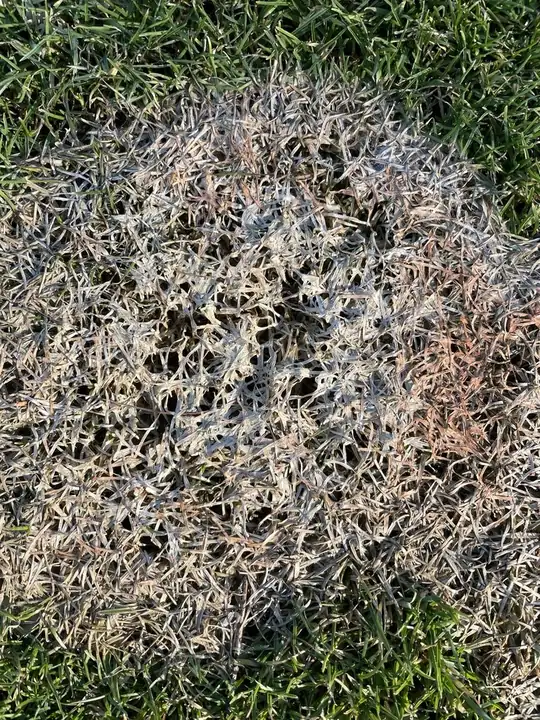 Bleached circular Microdochium patch, pink snow mold, on short turfgrass