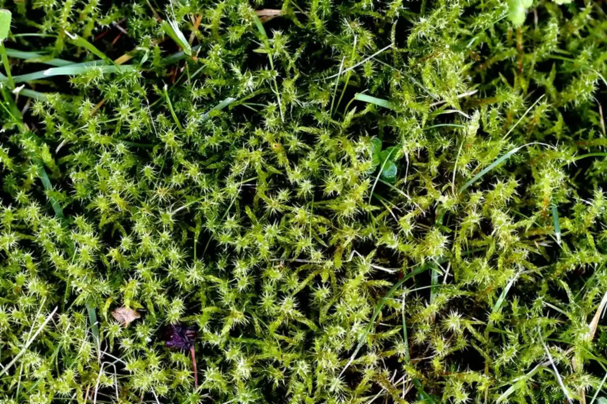 Moss in lawn: springy turf-moss (Rhytidiadelphus squarrosus) spreading through thin grass blades