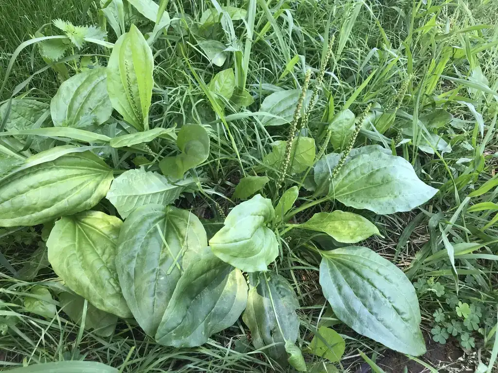 Plantain weed in a lawn: broadleaf plantain rosettes with wide ribbed leaves and green flower spikes among grass