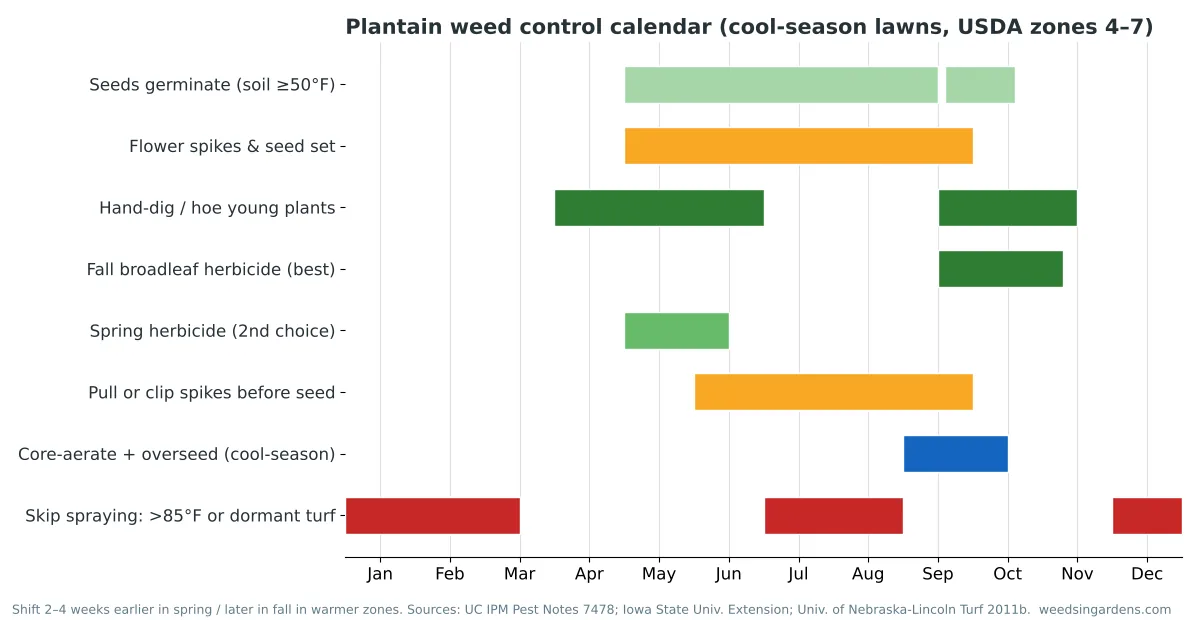 Plantain weed control calendar showing germination, flowering, hand-digging, fall herbicide window and aeration months