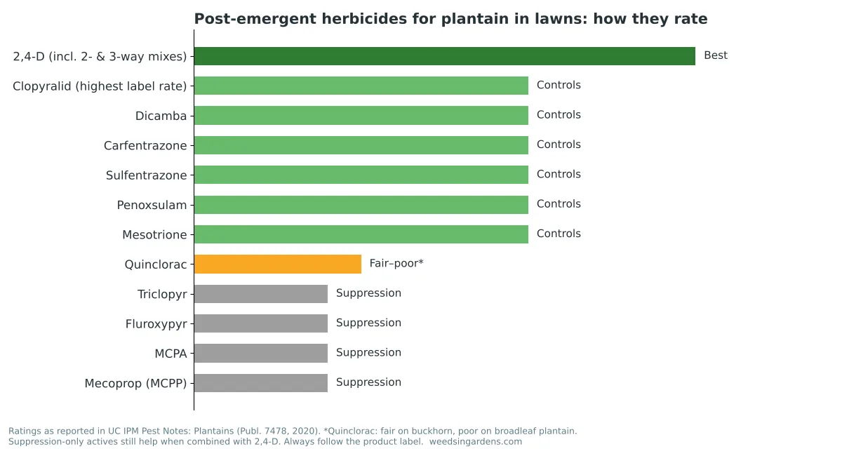 Chart rating post-emergent plantain weed killer active ingredients: 2,4-D best; dicamba, clopyralid and others control; triclopyr and MCPP suppress