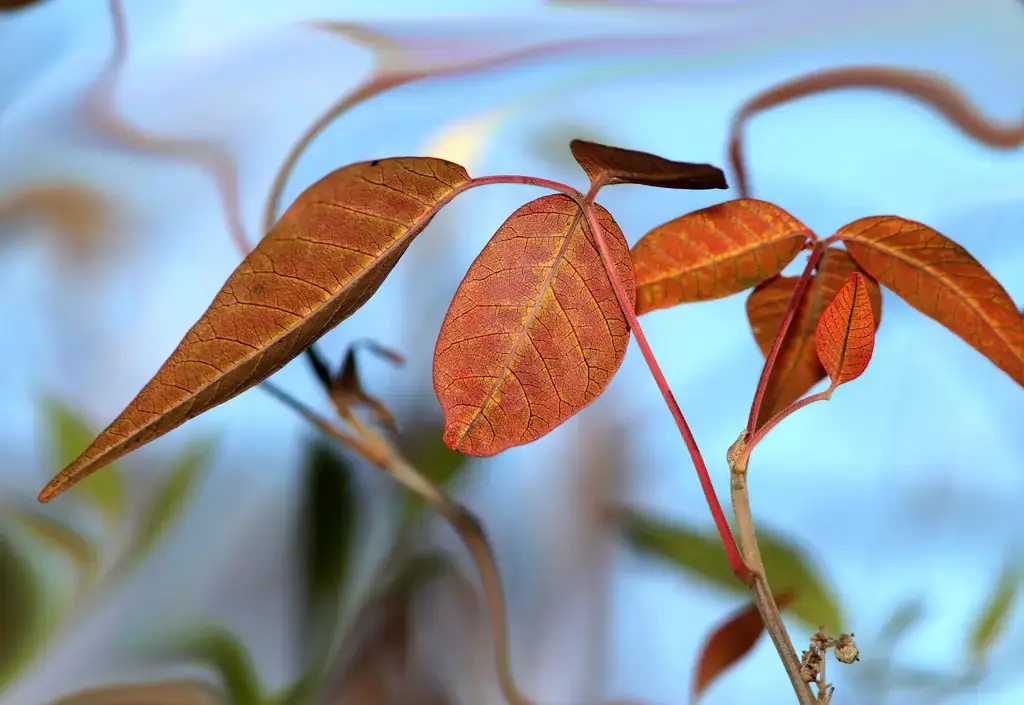 Poison ivy leaves turning orange and red in fall, when foliar herbicide sprays become less effective