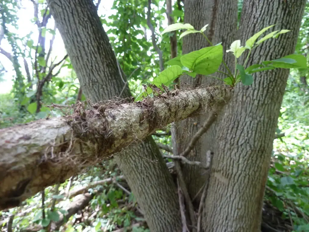 Hairy poison ivy vine covered in aerial roots climbing between tree trunks