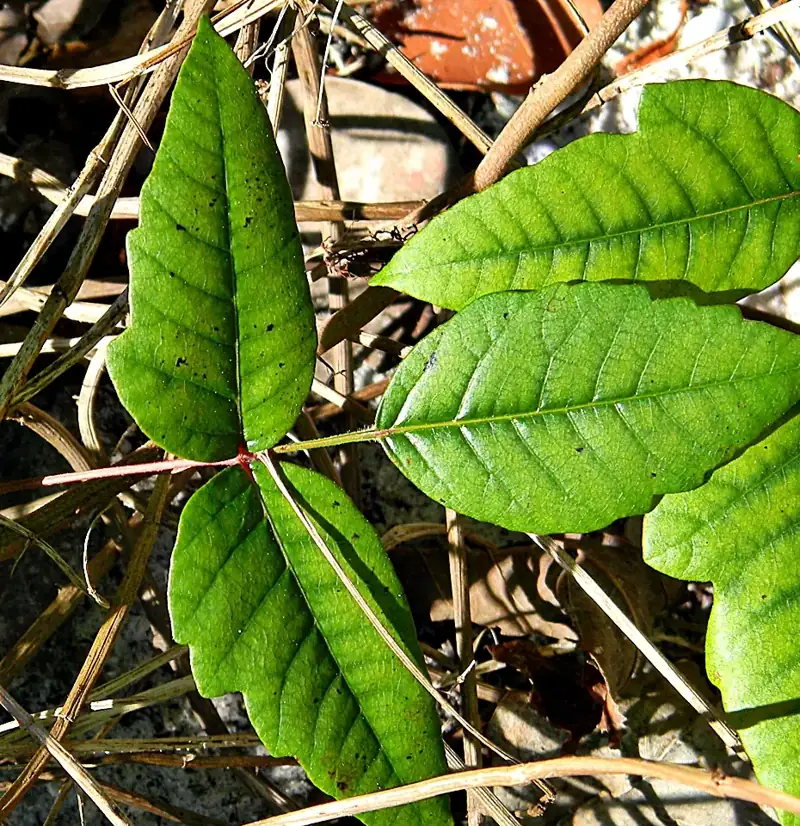 Close-up of a poison ivy leaf showing three glossy leaflets with notched edges and a reddish leaf stalk