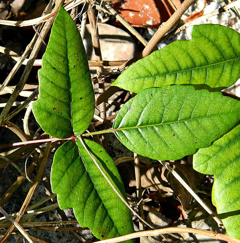 Poison ivy leaf with three glossy leaflets, the middle leaflet on a longer stalk