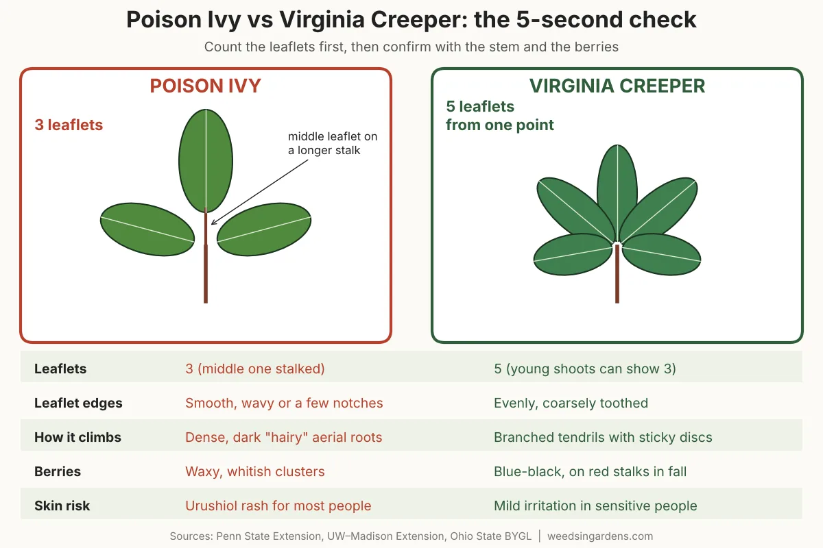 Poison ivy vs Virginia creeper comparison chart showing three leaflets vs five leaflets, climbing structures, berries and skin risk