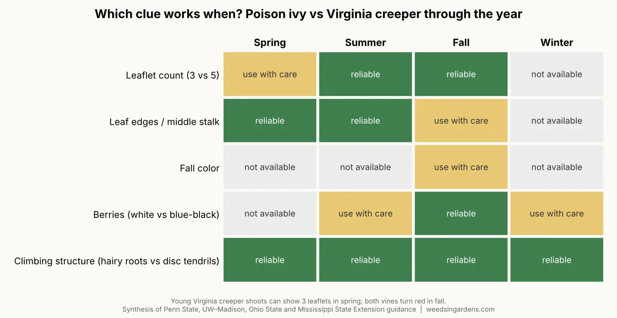 Seasonal chart showing which identification clues work in spring, summer, fall and winter for poison ivy and Virginia creeper