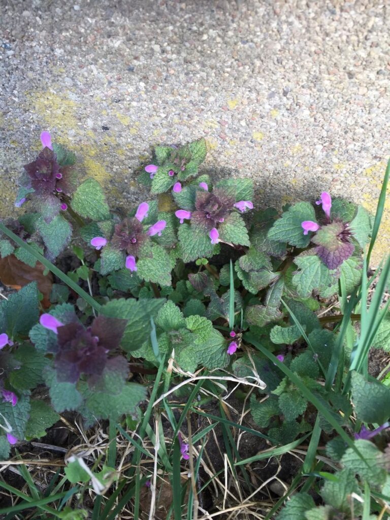 Purple deadnettle plants with reddish-purple upper leaves and pink flowers, the main henbit look-alike
