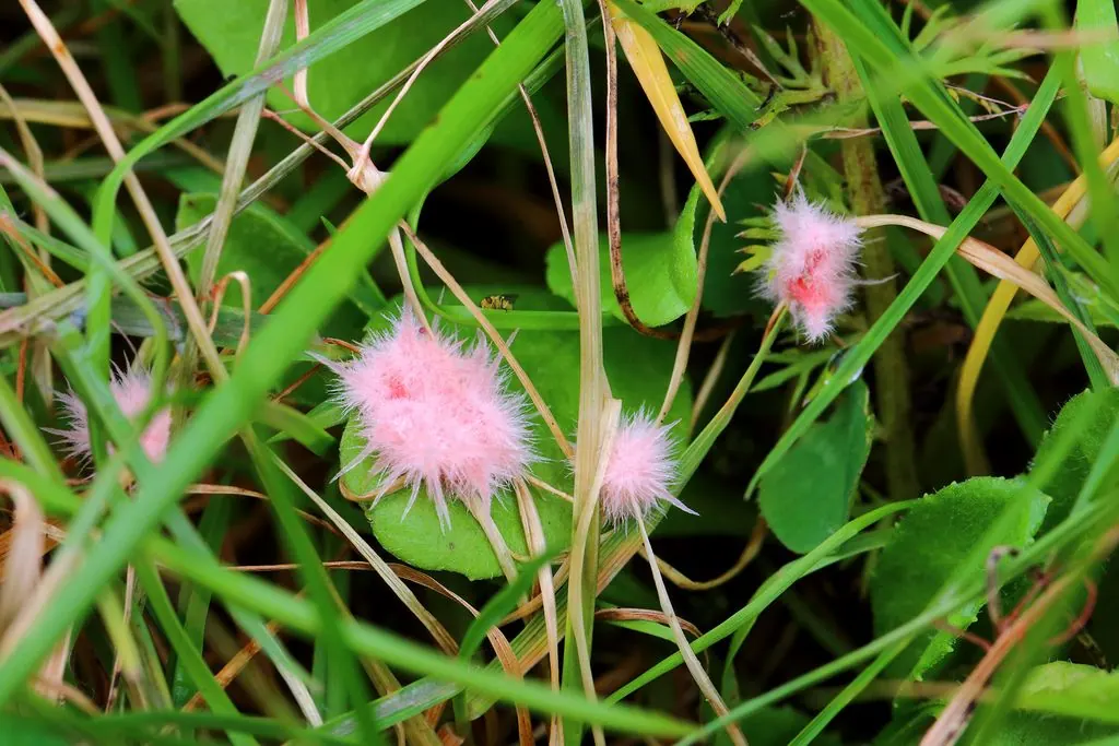 Pink fluffy red thread fungus growth on lawn grass, one of the most common lawn fungus types