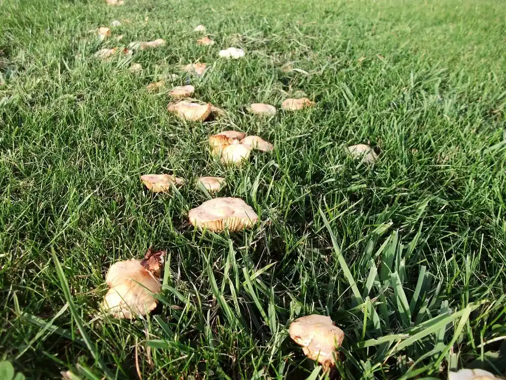 Arc of tan mushrooms in lawn forming part of a fairy ring