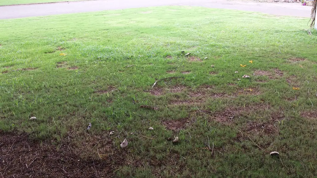 Fairy ring in landscape turf with patches of dead grass and scattered white mushrooms
