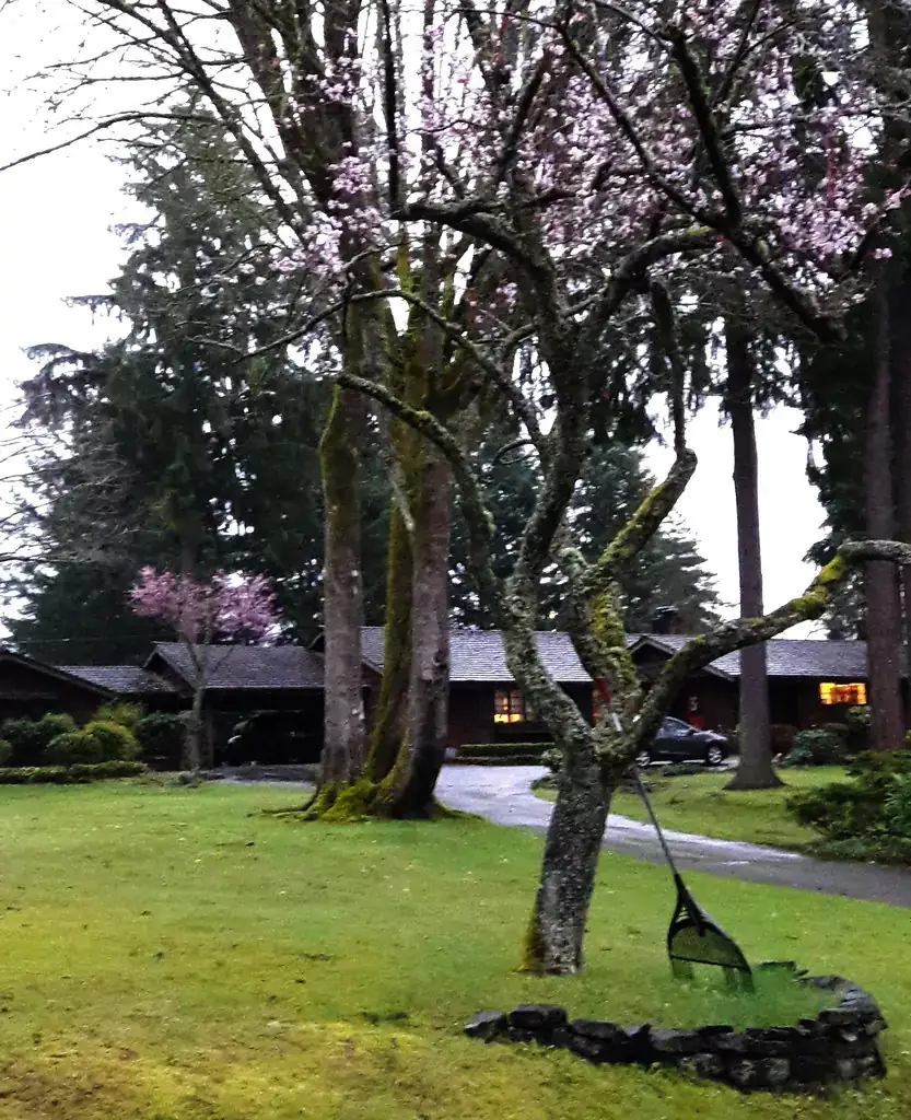 Shaded front lawn under tall conifers and a maple in Washington State, with moss on the turf and tree trunks