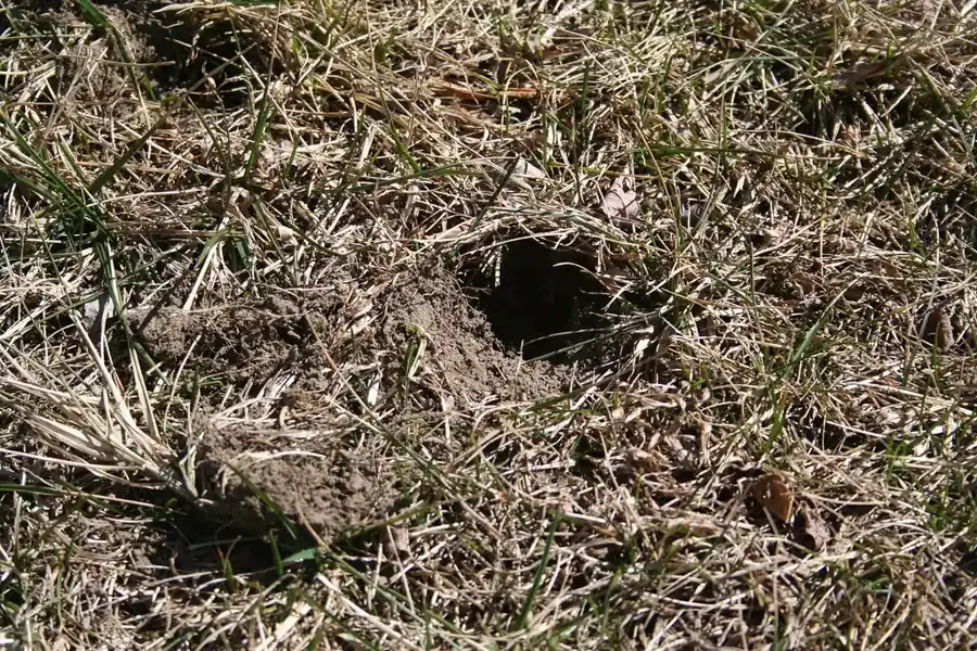 Hole and loosened soil in a thin home lawn where an animal dug for grubs