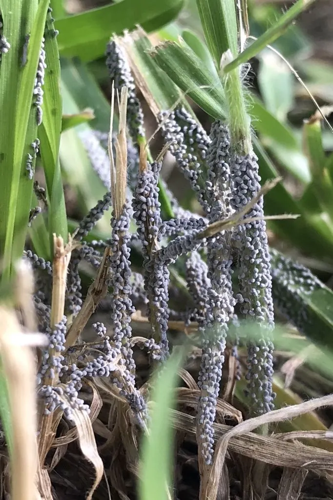 Gray slime mold fruiting bodies coating lawn grass blades in Texas
