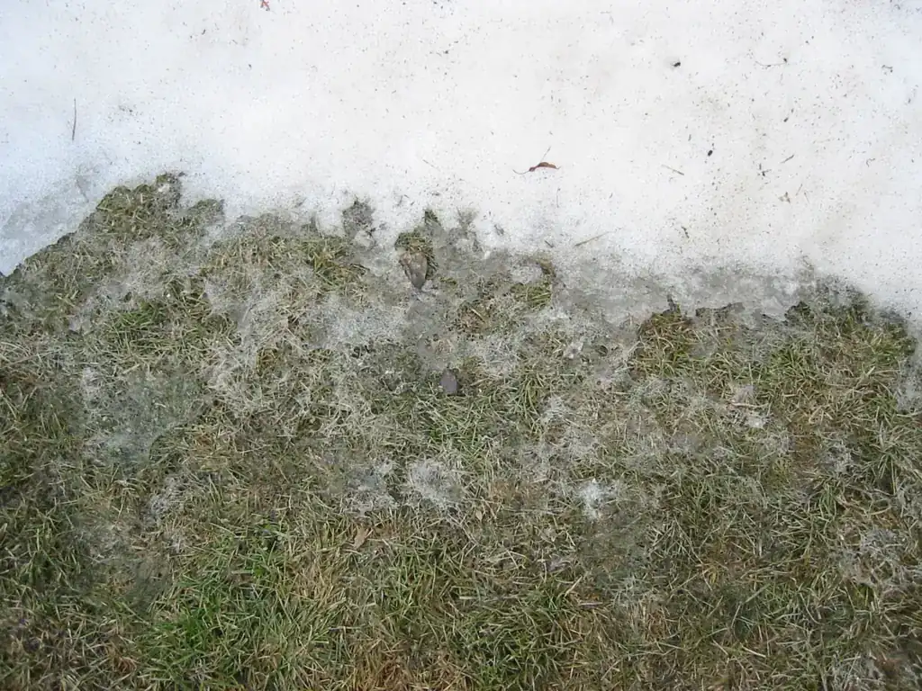 Snow mold on grass: gray cottony fungal growth on a matted lawn at the edge of melting snow