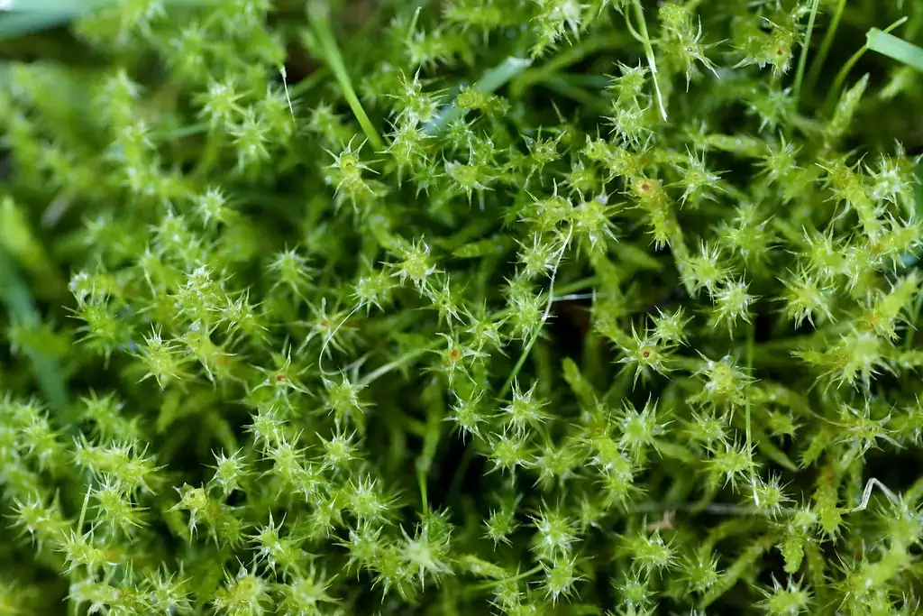 Close-up of springy turf-moss showing star-shaped shoot tips, a key feature for identifying moss in lawn grass