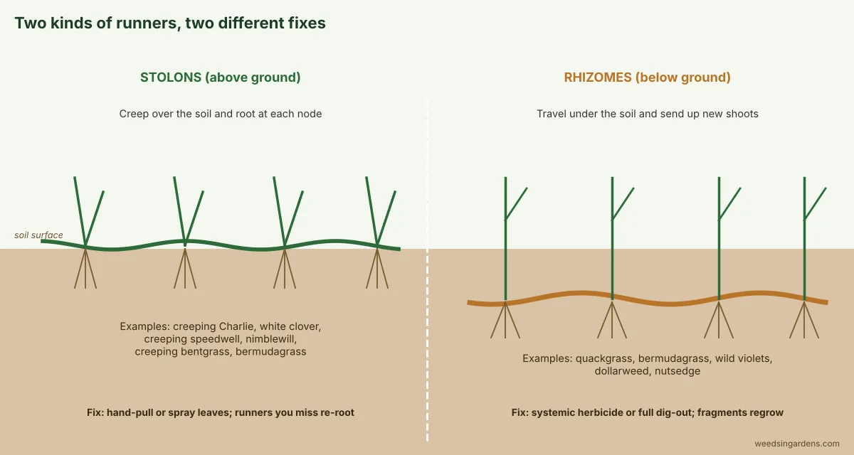 Diagram comparing stolons that creep above the soil with rhizomes that run below it, with examples of lawn weeds for each