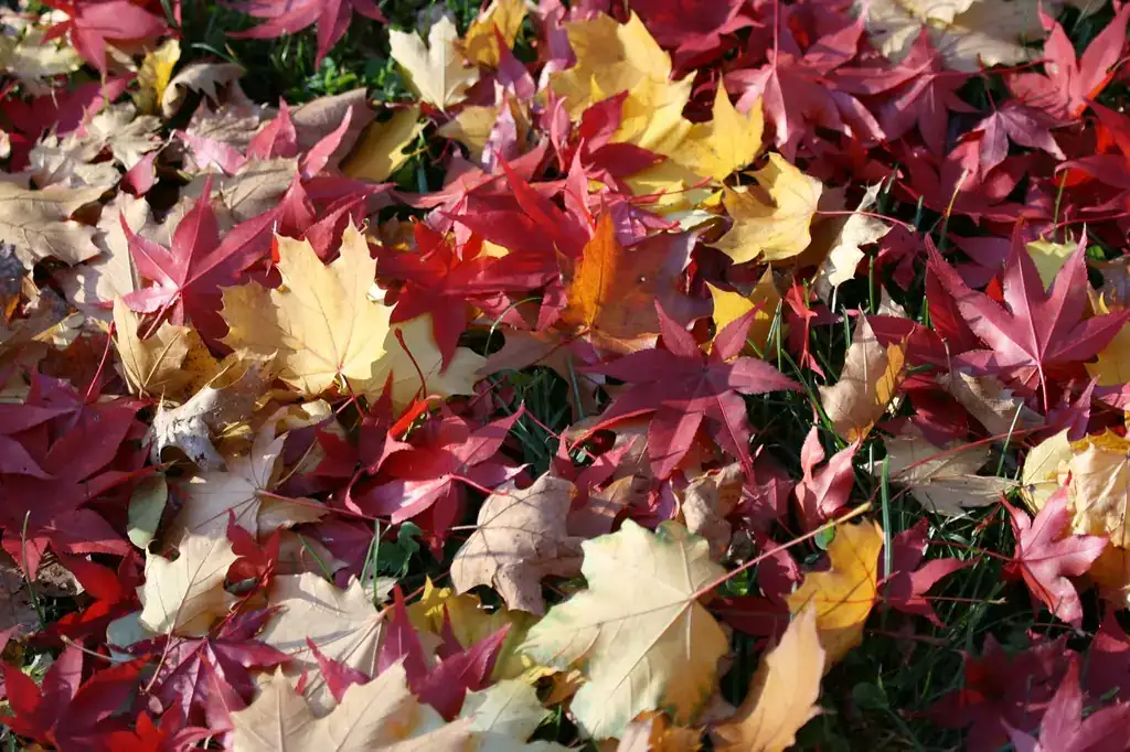 Thick layer of red and yellow maple leaves covering most of a lawn, with only a few grass blades showing through