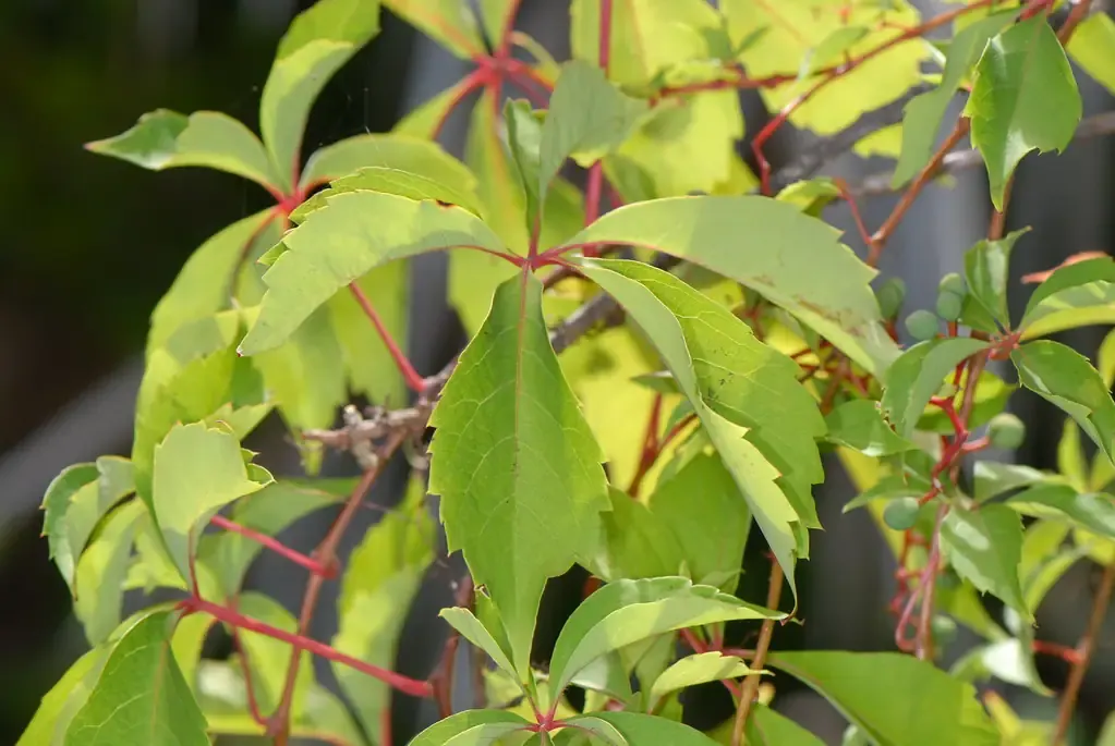 Virginia creeper leaves with five toothed leaflets on red stems and unripe green berries