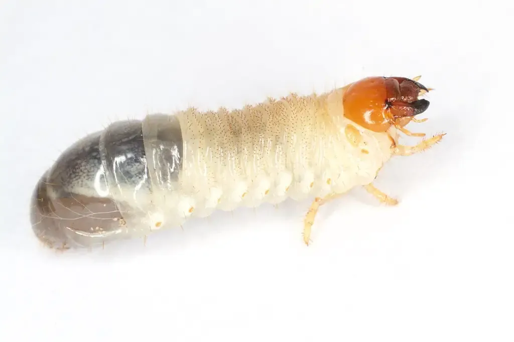 White grub identification: cream body, orange-brown head capsule, three pairs of legs and dark rear end