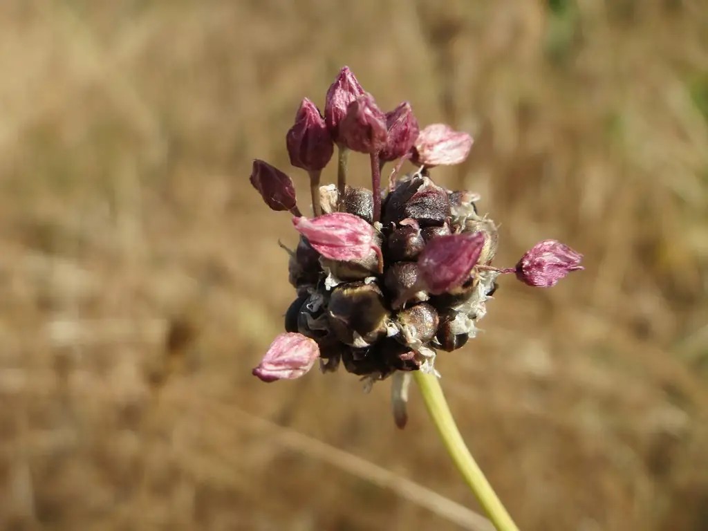 Wild garlic in lawn gone to head: Allium vineale flower head packed with dark aerial bulblets and pink flowers
