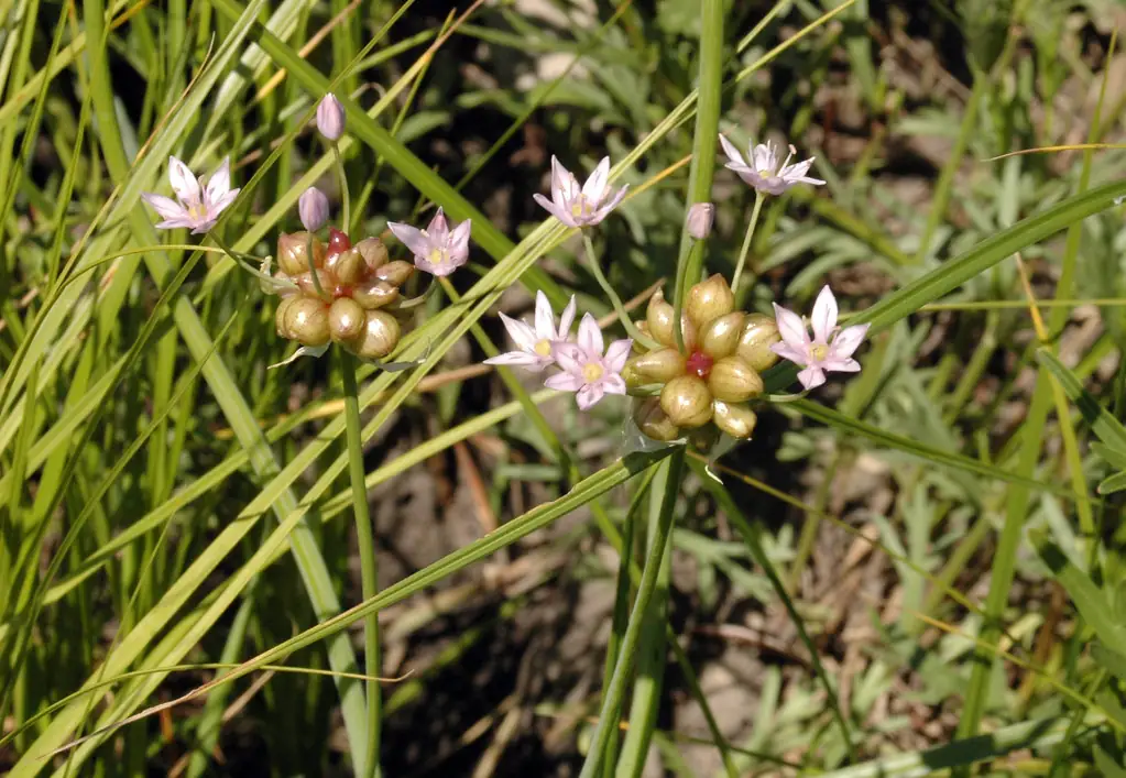 Wild onion (Allium canadense) with pink-white star flowers and aerial bulblets among grass