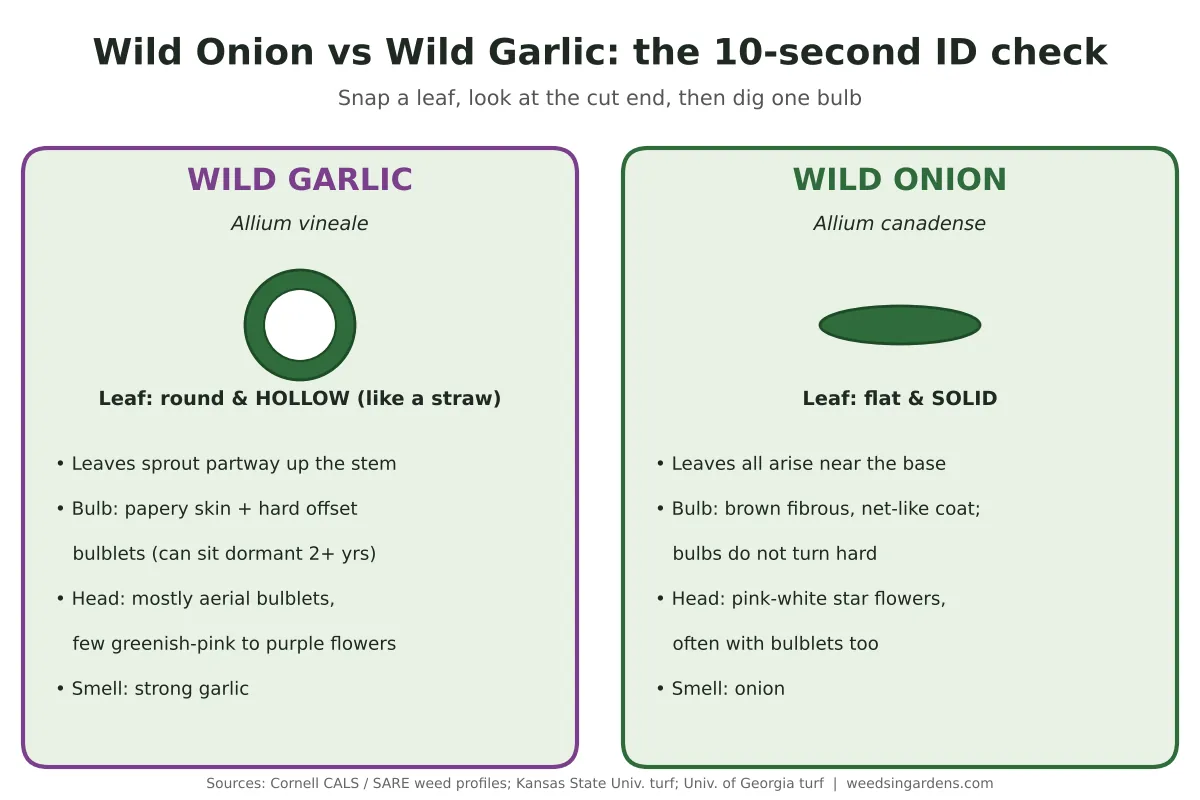 Wild onion vs wild garlic ID chart: wild garlic has round hollow leaves, wild onion has flat solid leaves