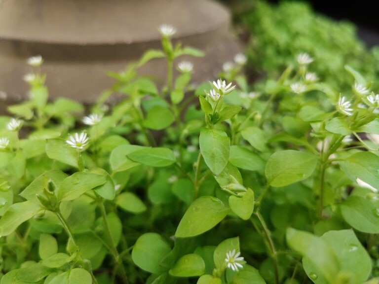 Common chickweed plant with small white star flowers, a mat-forming winter annual weed