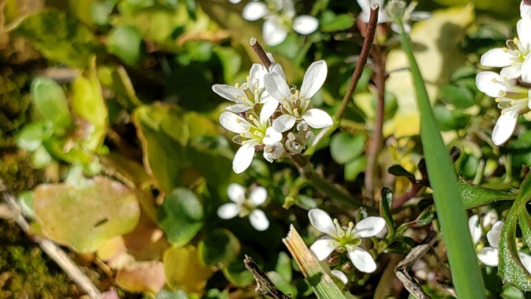Hairy bittercress basal rosette of rounded leaflets, a winter annual weed of beds and lawns