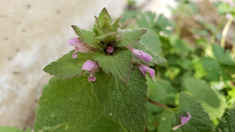 Purple deadnettle with maroon triangular upper leaves, a winter annual weed of lawns