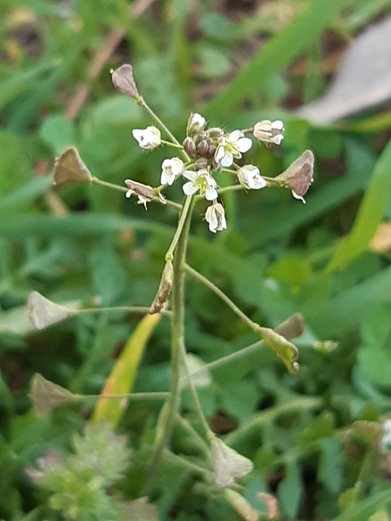 Shepherd's purse stem with heart-shaped seed pods, the ID marker of this winter annual weed